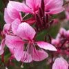 Siskiyou Pink Gaura (Wandflower) - 1 Gallon Pot