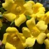 Margarita Cold Hardy Carolina Jasmine Vine (Gelsemium) - 1 Gallon Pot