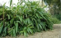 Giant Leaf Bamboo - Indocalamus Tessellatus - 3 Gallon Pot 13 Giant Leaf Bamboo - Indocalamus Tessellatus - 3 Gallon Pot -Wilson Bros Gardens Shop giant leaf bamboo