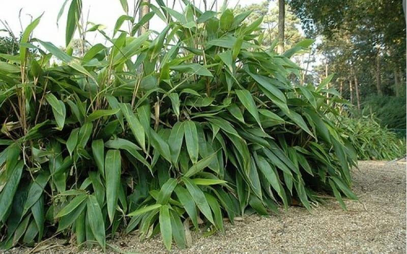 Giant Leaf Bamboo - Indocalamus Tessellatus - 3 Gallon Pot 7 Giant Leaf Bamboo - Indocalamus Tessellatus - 3 Gallon Pot - Image 7