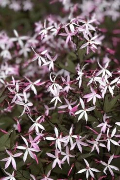 Pink Profusion Indian Physic (Gillenia Trifoliata) - 1 Gallon Pot -Wilson Bros Gardens Shop gillenia trifoliata pink profusion indian physic 10