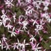Pink Profusion Indian Physic (Gillenia Trifoliata) - 1 Gallon Pot