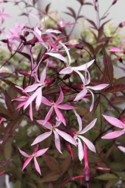Pink Profusion Indian Physic (Gillenia Trifoliata) - 1 Gallon Pot -Wilson Bros Gardens Shop gillenia trifoliata pink profusion indian physic 12