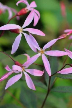 Pink Profusion Indian Physic (Gillenia Trifoliata) - 1 Gallon Pot -Wilson Bros Gardens Shop gillenia trifoliata pink profusion indian physic 13