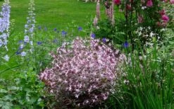 Pink Profusion Indian Physic (Gillenia Trifoliata) - 1 Gallon Pot -Wilson Bros Gardens Shop gillenia trifoliata pink profusion indian physic 4