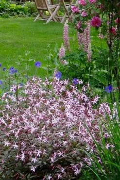 Pink Profusion Indian Physic (Gillenia Trifoliata) - 1 Gallon Pot -Wilson Bros Gardens Shop gillenia trifoliata pink profusion indian physic 6
