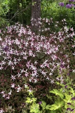 Pink Profusion Indian Physic (Gillenia Trifoliata) - 1 Gallon Pot -Wilson Bros Gardens Shop gillenia trifoliata pink profusion indian physic 7