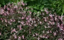 Pink Profusion Indian Physic (Gillenia Trifoliata) - 1 Gallon Pot -Wilson Bros Gardens Shop gillenia trifoliata pink profusion indian physic 8