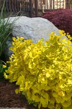 Troll Dwarf Ginkgo Tree - 3 Gallon Pot -Wilson Bros Gardens Shop ginkgo biloba mariken dwarf 3 3