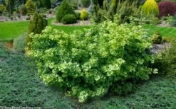 Mariken Dwarf Ginkgo Tree - 2 Gallon Pot -Wilson Bros Gardens Shop ginkgo biloba mariken dwarf 5