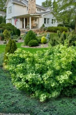 Mariken Dwarf Ginkgo Tree - 3 Gallon Pot (1.5-2.5') -Wilson Bros Gardens Shop ginkgo biloba mariken dwarf 6 2