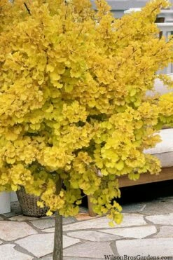 Mariken Dwarf Ginkgo Single Trunk Topiary Tree - 2 Gallon Pot 8 Mariken Dwarf Ginkgo Single Trunk Topiary Tree - 2 Gallon Pot -Wilson Bros Gardens Shop ginkgo biloba mariken single trunk topiary tree 1