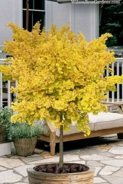 Mariken Dwarf Ginkgo Single Trunk Topiary Tree - 2 Gallon Pot
