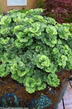 Troll Dwarf Ginkgo Tree - 3 Gallon Pot -Wilson Bros Gardens Shop ginkgo biloba troll dwarf maidenhair tree 1 1