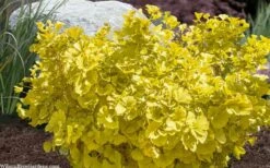 Troll Dwarf Ginkgo Tree - 2 Gallon Pot -Wilson Bros Gardens Shop ginkgo biloba troll dwarf maidenhair tree 4