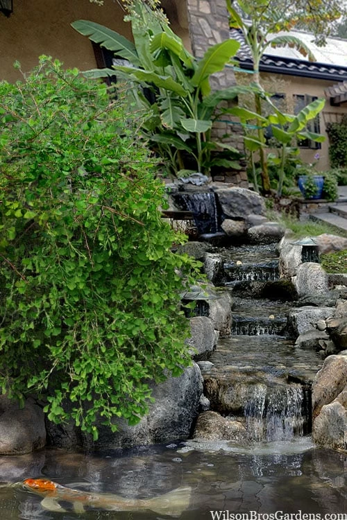 Weeping Wonder Dwarf Ginkgo Tree - 3 Gallon Pot 1 Weeping Wonder Dwarf Ginkgo Tree - 3 Gallon Pot