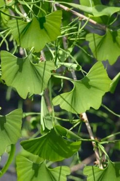 Weeping Wonder Dwarf Ginkgo Tree - 3 Gallon Pot 8 Weeping Wonder Dwarf Ginkgo Tree - 3 Gallon Pot -Wilson Bros Gardens Shop ginkgo biloba weeping wonder 7