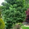 Jade Butterfly Dwarf Ginkgo Tree - 3 Gallon Pot