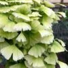 Snow Cloud Ginkgo Tree - 3 Gallon Pot