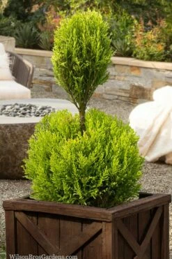 Goldcrest Monterey Lemon Cypress - 2-Ball Poodle Tier Topiary - 2 Gallon Pot