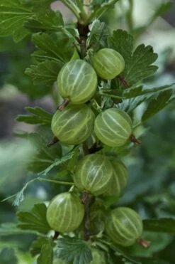 Pixwell Gooseberry (Currant) - 1 Gallon Pot -Wilson Bros Gardens Shop gooseberry pixwell 12