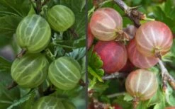 Pixwell Gooseberry (Currant) - 1 Gallon Pot -Wilson Bros Gardens Shop gooseberry pixwell 13