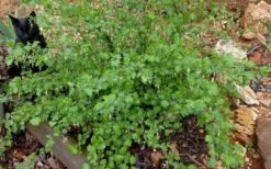 Pixwell Gooseberry (Currant) - 1 Gallon Pot -Wilson Bros Gardens Shop gooseberry pixwell 14