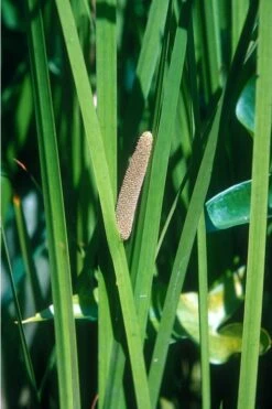 American Sweet Flag (Acorus Americanus) - 6 Pack Of 1 Gallon Pots -Wilson Bros Gardens Shop grass american sedge 500x750 3