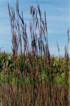 Big Bluestem Grass (Andropogon Gerardii) - 1 Gallon Pot -Wilson Bros Gardens Shop grass big bluestem 500x750 2