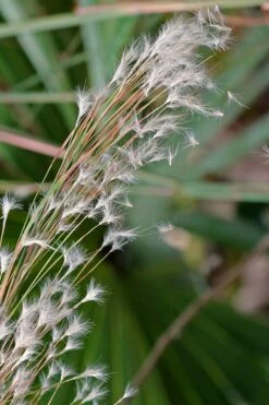 Broomsedge Bluestem Grass (Andropogon Virginicus) - 8 Pack Of 1 Gallon Pots -Wilson Bros Gardens Shop grass broomsedgebluestem 500x750 3