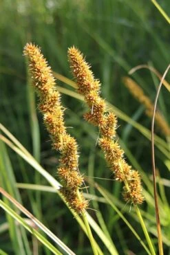Fox Sedge (Carex Vulpinoidea) - 6 Pack Of 1 Gallon Pots -Wilson Bros Gardens Shop grass fox sedge 500x750 2