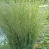 Marsh Sand Cordgrass (Spartina Bakeri) - 6 Pack Of 1 Gallon Pots
