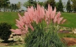 Pink Pampas Grass - 3 Gallon Pot -Wilson Bros Gardens Shop grass pink pampas landscapejpg 2