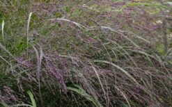 Prairie Winds Apache Rose Switchgrass (Panicum) - 1 Gallon Pot -Wilson Bros Gardens Shop grass switch prairie rose 800x500 1