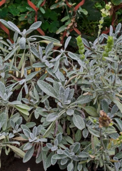 Greek Mountain Tea (Sideritis Scardica) -Wilson Bros Gardens Shop greek mountain tea shrub