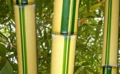 Gold Vivax Giant Timber Bamboo (Green Stripe Bamboo) - Phyllostachys Vivax 'Aureocaulis' - 3 Gallon Pot (2-4') 9 Gold Vivax Giant Timber Bamboo (Green Stripe Bamboo) - Phyllostachys Vivax 'Aureocaulis' - 3 Gallon Pot (2-4') -Wilson Bros Gardens Shop green stripe vivax bamboo