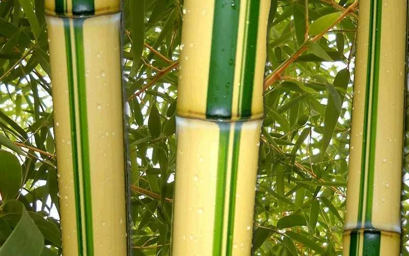 Gold Vivax Giant Timber Bamboo (Green Stripe Bamboo) - Phyllostachys Vivax 'Aureocaulis' - 3 Gallon Pot (2-4') 4 Gold Vivax Giant Timber Bamboo (Green Stripe Bamboo) - Phyllostachys Vivax 'Aureocaulis' - 3 Gallon Pot (2-4') - Image 4