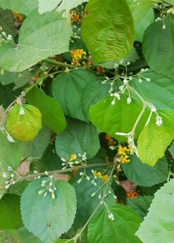 Sherbert Berry (Grewia Asiatica) -Wilson Bros Gardens Shop grewia asiatica plant