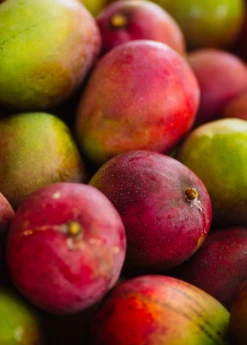 Mango 'Haden' (Mangifera Indica) -Wilson Bros Gardens Shop hadenmangofruittreeforsalesowexotic