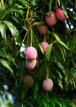 Mango 'Haden' (Mangifera Indica) -Wilson Bros Gardens Shop hadenmangofruittreeforsalesowexotic 3
