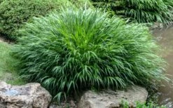 Hakone Japanese Forest Grass (Hakonechloa Macra) - 1 Gallon Pot -Wilson Bros Gardens Shop hakonechloa macra hakone japanese forest grass 4