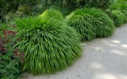 Hakone Japanese Forest Grass (Hakonechloa Macra) - 1 Gallon Pot -Wilson Bros Gardens Shop hakonechloa macra hakone japanese forest grass 8