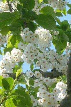 Carolina Silverbell Tree (Halesia ) - 1 Gallon Pot -Wilson Bros Gardens Shop halesia tetraptera carolina mountain silverbell tree 16