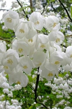 Carolina Silverbell Tree (Halesia ) - 1 Gallon Pot -Wilson Bros Gardens Shop halesia tetraptera carolina mountain silverbell tree 6