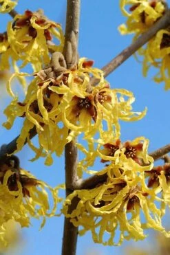Arnold Promise Witch Hazel - 3 Gallon Pot -Wilson Bros Gardens Shop hamamelis intermedia arnolds promise witch hazel 1 1