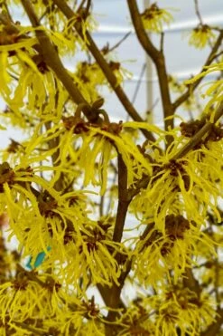Arnold Promise Witch Hazel - 3 Gallon Pot -Wilson Bros Gardens Shop hamamelis intermedia arnolds promise witch hazel 2 1