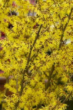 Arnold Promise Witch Hazel - 7 Gallon Pot