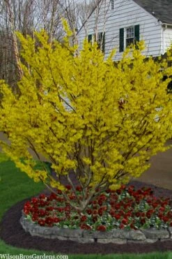Arnold Promise Witch Hazel - 3 Gallon Pot -Wilson Bros Gardens Shop hamamelis intermedia arnolds promise witch hazel 4 1