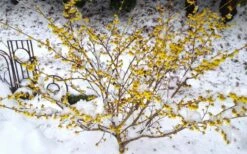 Arnold Promise Witch Hazel - 7 Gallon Pot -Wilson Bros Gardens Shop hamamelis intermedia arnolds promise witch hazel 5
