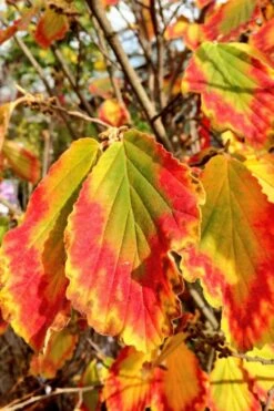 Arnold Promise Witch Hazel - 3 Gallon Pot -Wilson Bros Gardens Shop hamamelis intermedia arnolds promise witch hazel 7 1